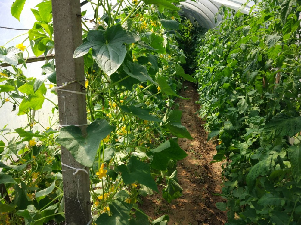 Bernarda’s garden on the principles of biodynamics